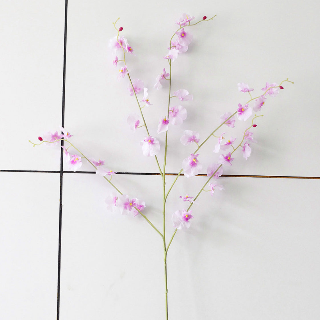 Dancing Orchid Nestasia
