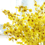 Dancing Orchid Nestasia