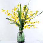 Dancing Orchid Nestasia