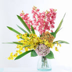 Dancing Orchid Nestasia