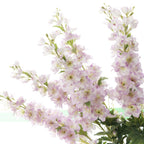 Delphinium Flower Nestasia