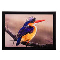 Beautiful Bird Matt Textured UV Art Painting Kafalo