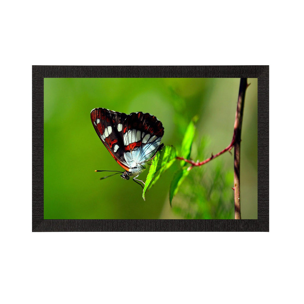 Butterfly Satin Matt Texture UV Art Painting Kafalo