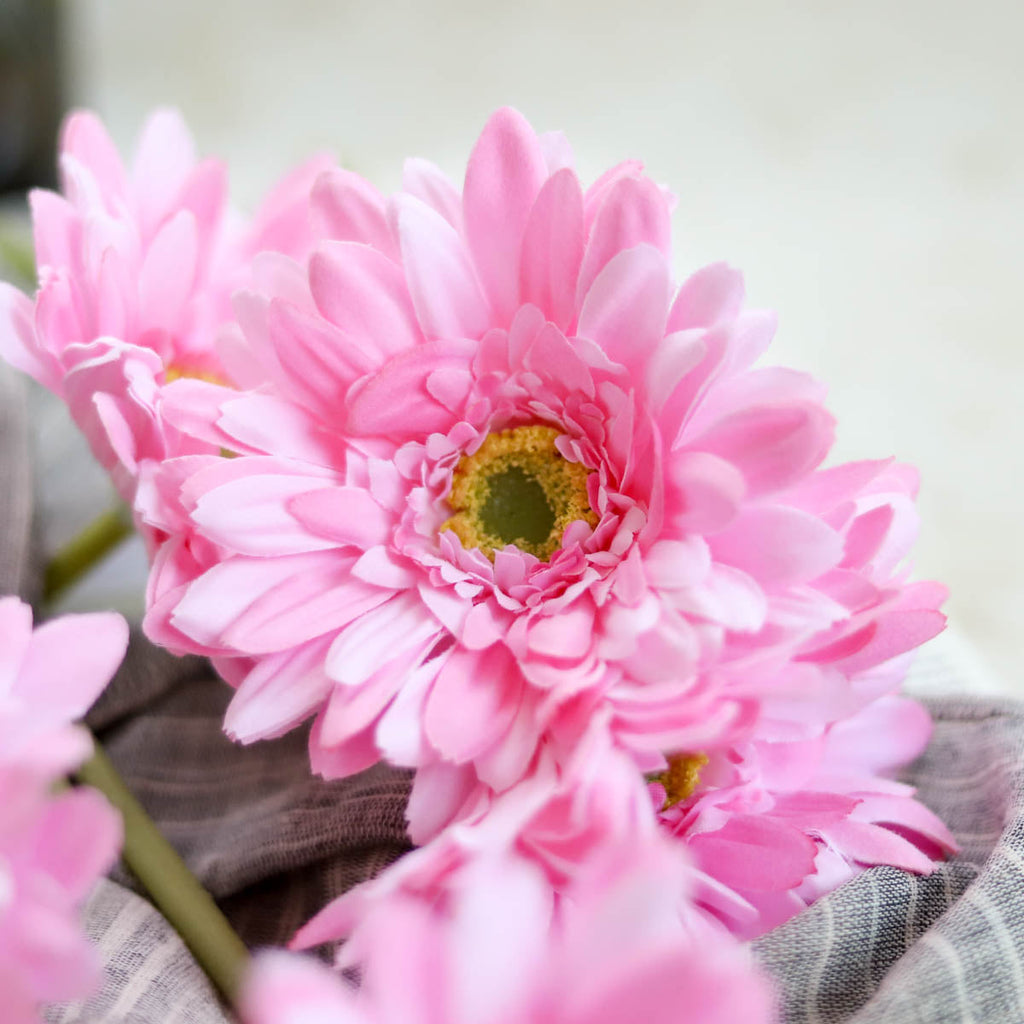 Gerbera Flower Nestasia