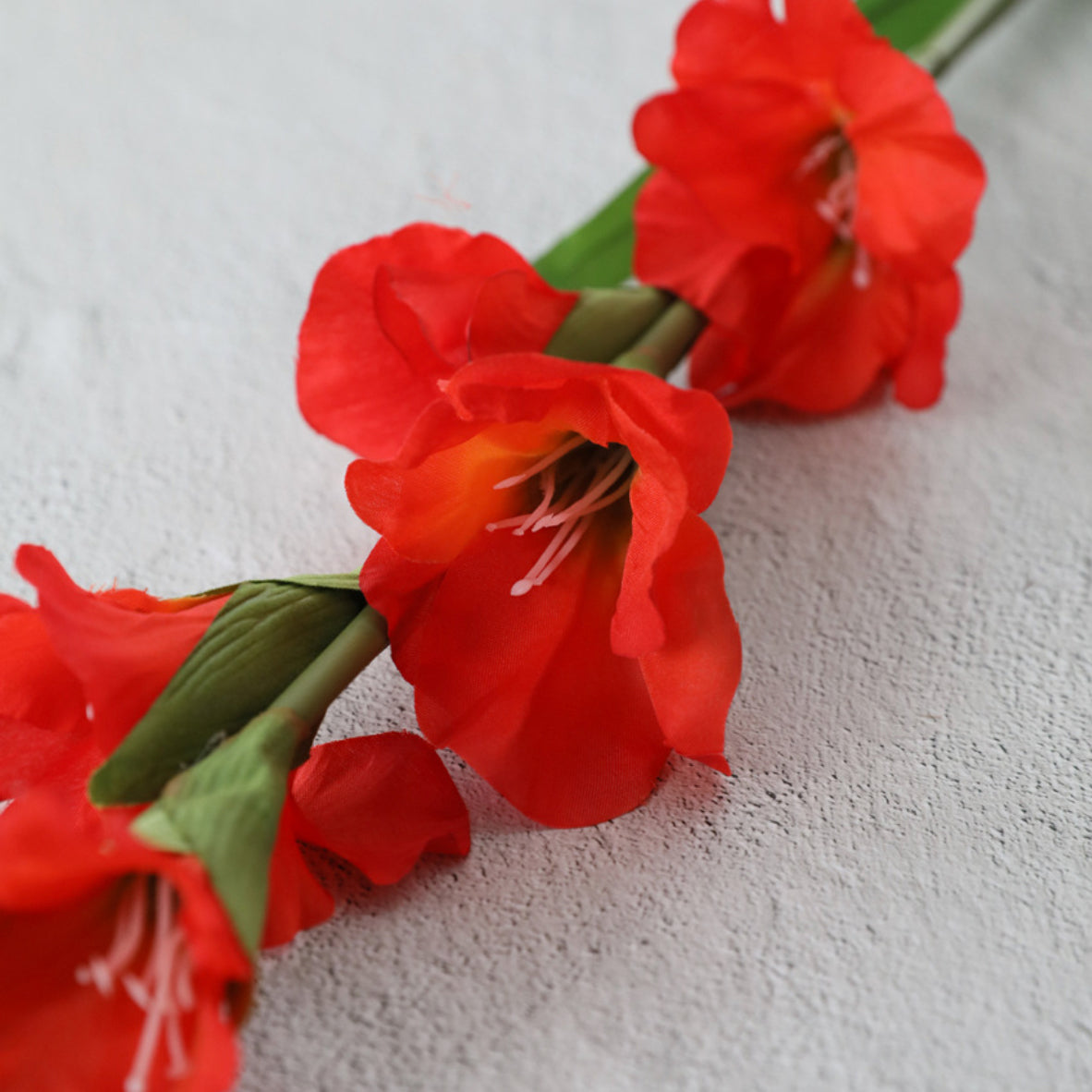 Gladiolus flower Nestasia