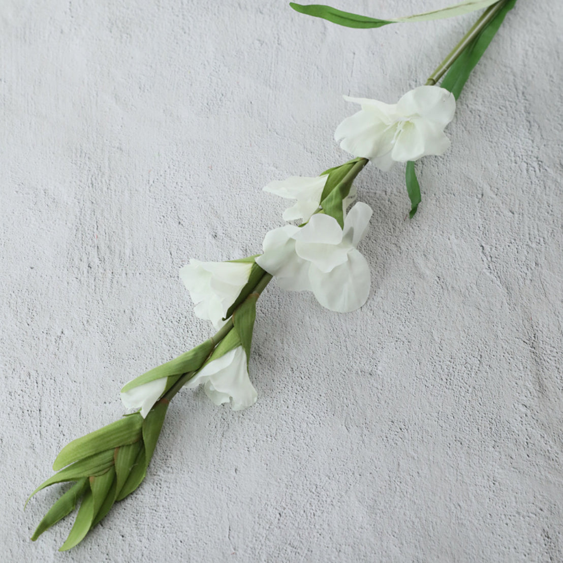 Gladiolus flower Nestasia