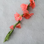 Gladiolus flower Nestasia