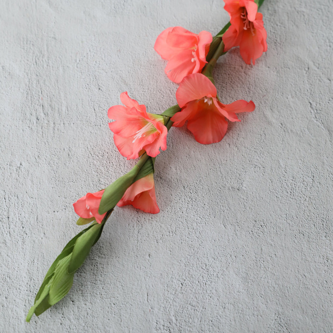 Gladiolus flower Nestasia