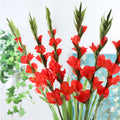 Gladiolus flower Nestasia