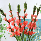 Gladiolus flower Nestasia