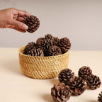 Natural Pine Cones Small Nestasia