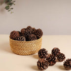 Natural Pine Cones Small Nestasia