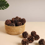 Natural Pine Cones Small Nestasia