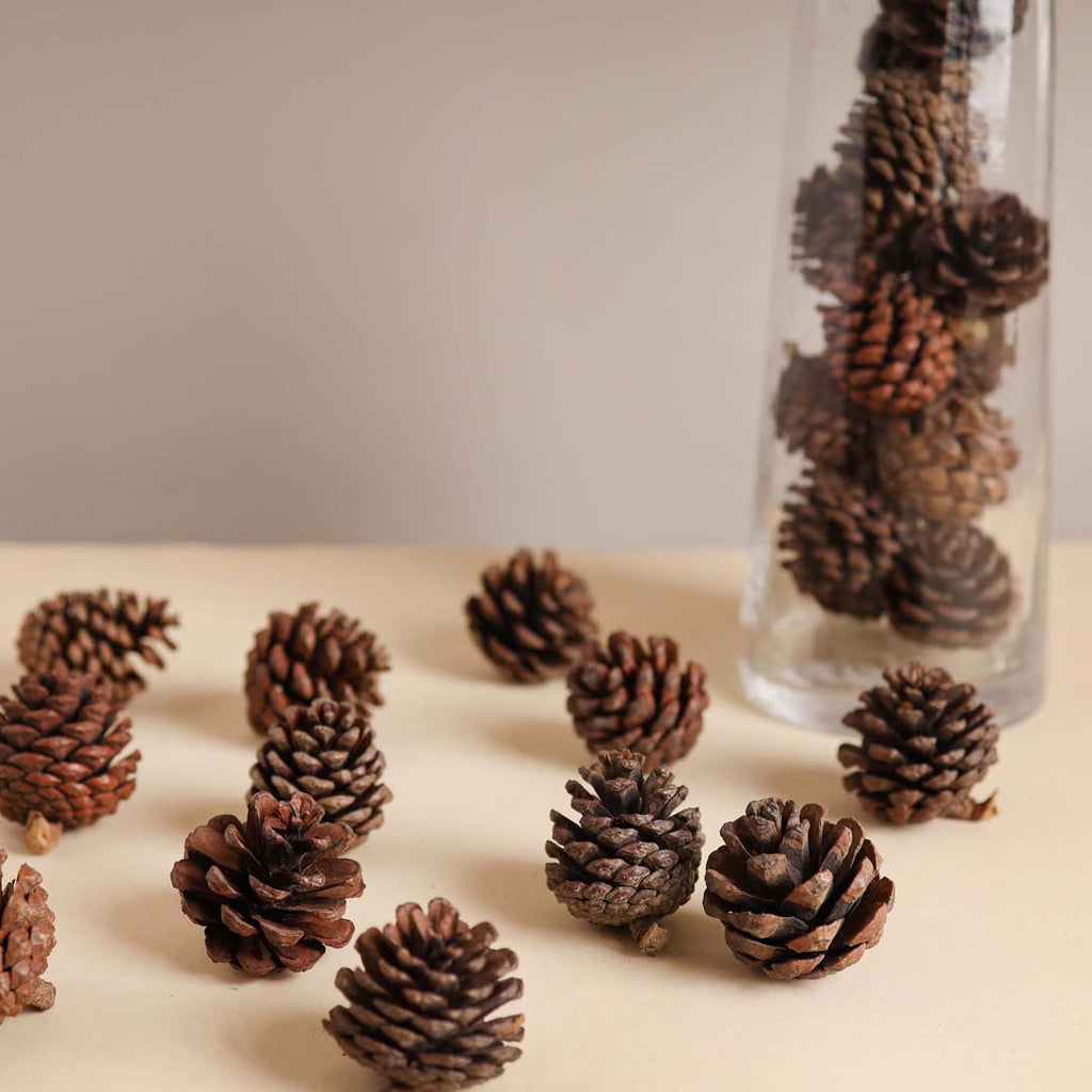 Natural Pine Cones Small Nestasia