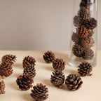 Natural Pine Cones Small Nestasia