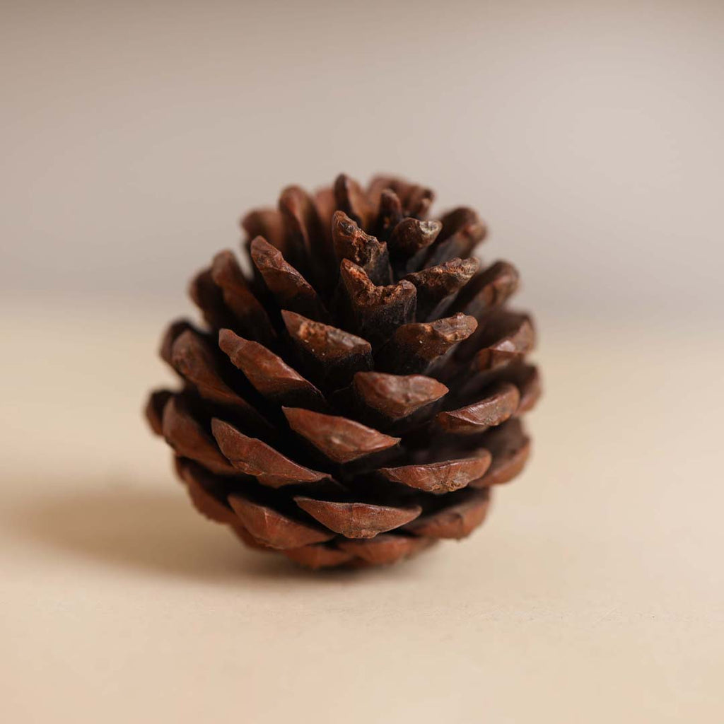 Natural Pine Cones Small Nestasia
