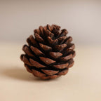 Natural Pine Cones Small Nestasia
