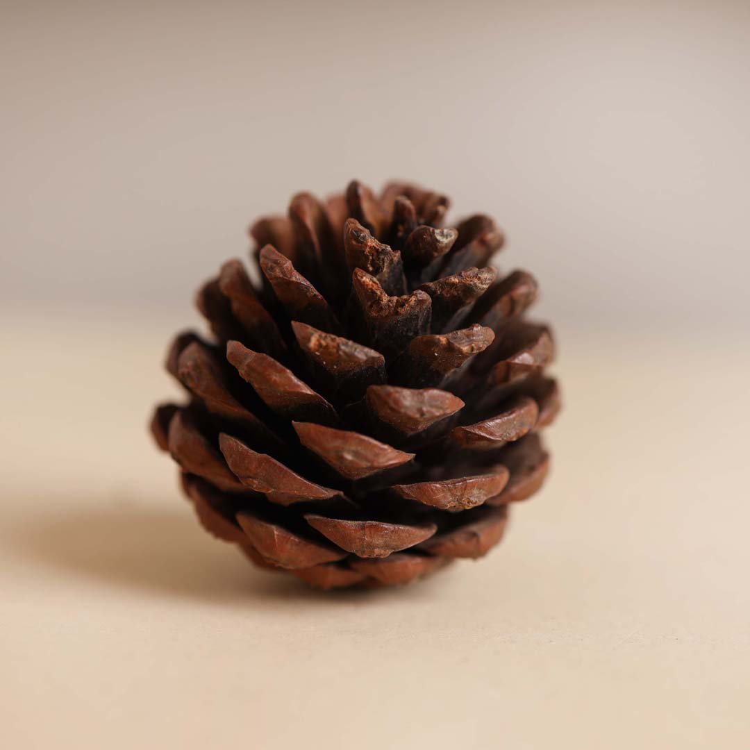 Natural Pine Cones Small Nestasia