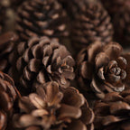 Natural Pine Cones Small Nestasia