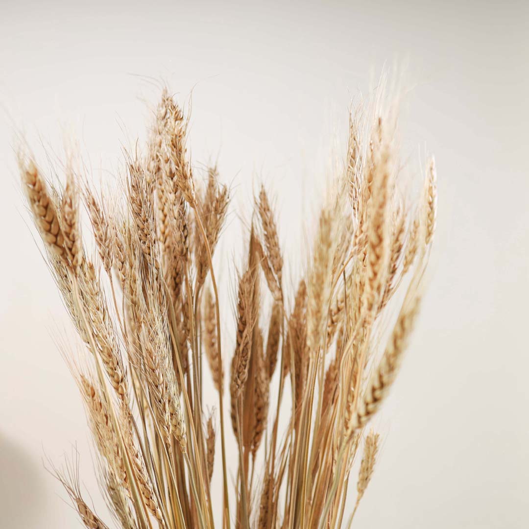 Wheat Bunch Nestasia