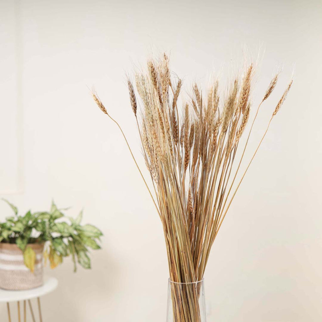 Wheat Bunch Nestasia