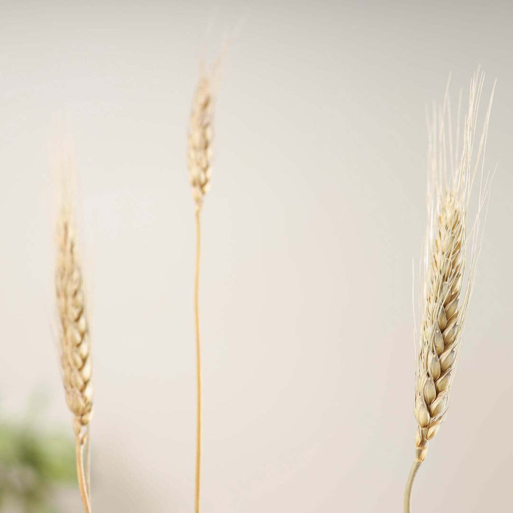 Wheat Bunch Nestasia
