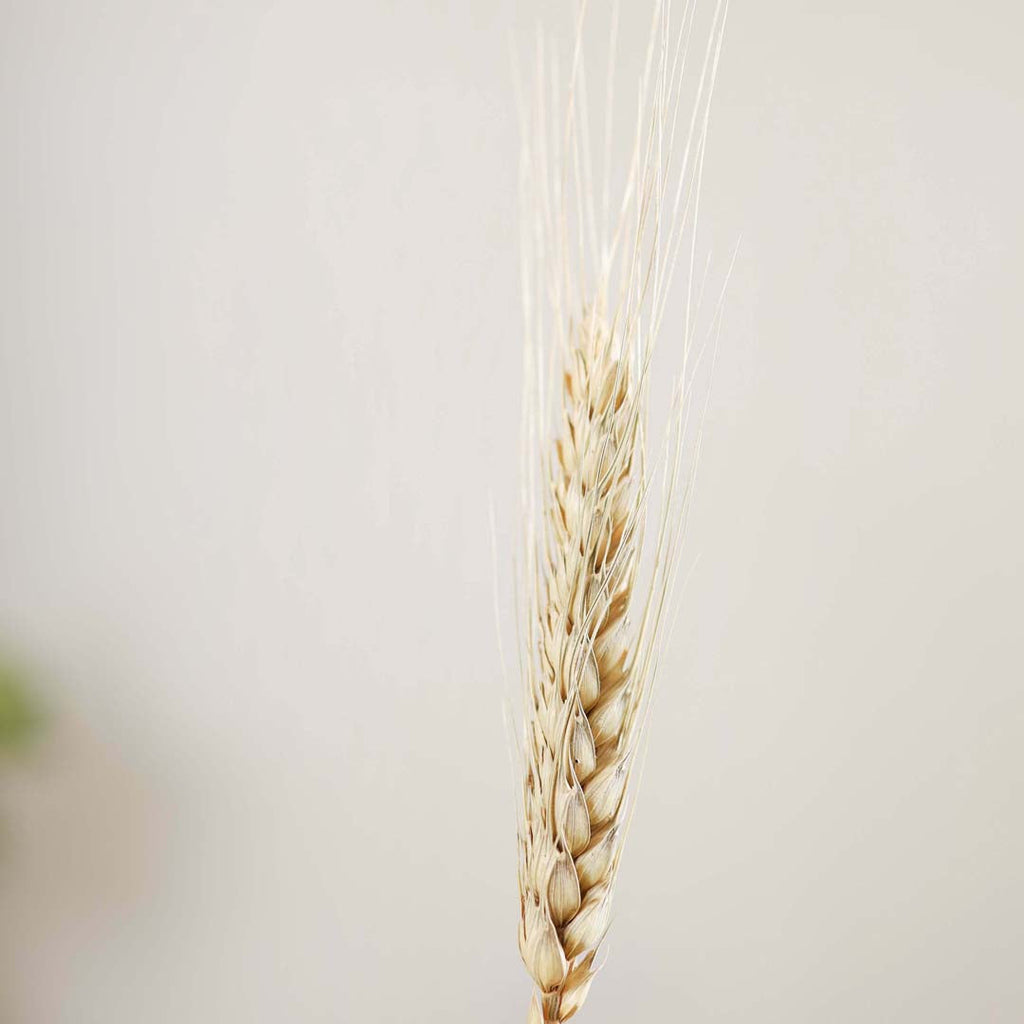 Wheat Bunch Nestasia