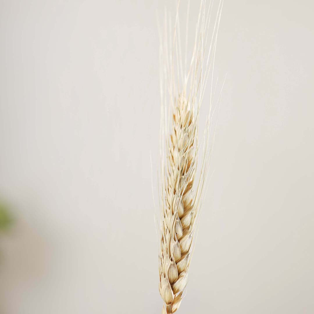 Wheat Bunch Nestasia