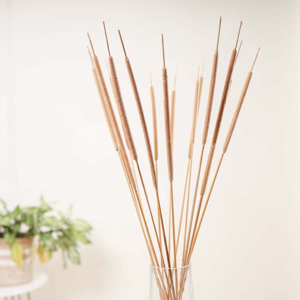 Cattail Stem For Decor Nestasia