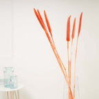 Millet Stem Orange Nestasia