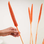 Millet Stem Orange Nestasia