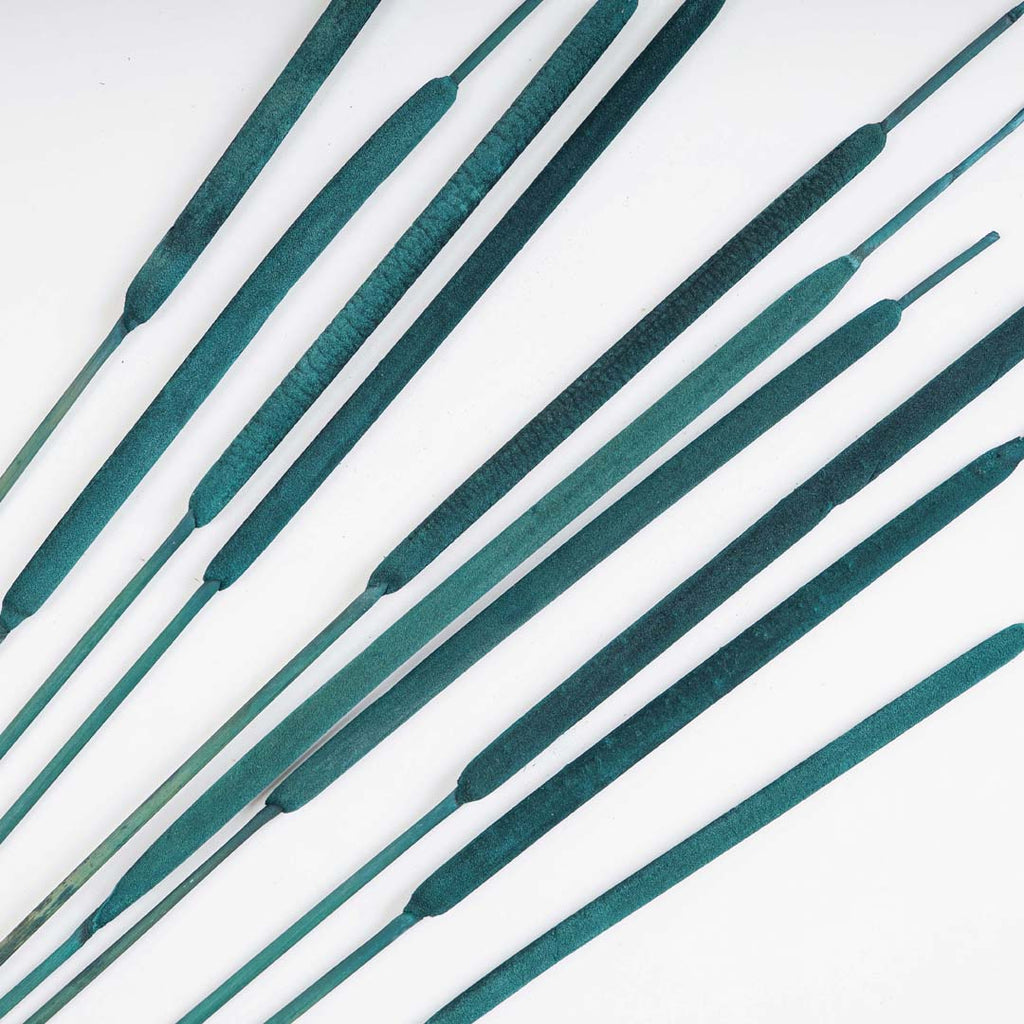 Cattail Stems