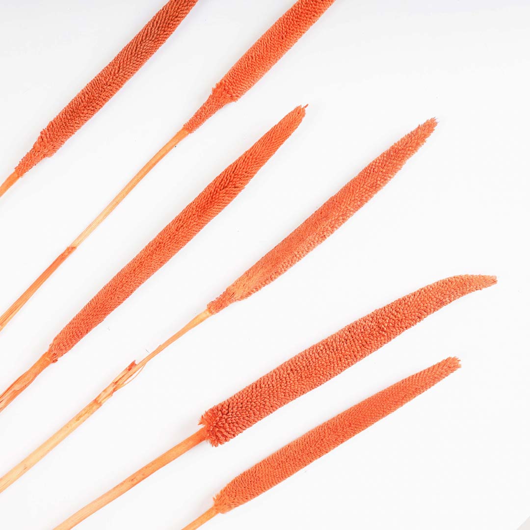 Millet Stem Orange Nestasia