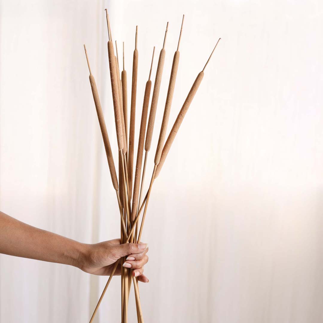 Cattail Stem For Decor Nestasia