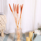 Millet Stem Orange Nestasia