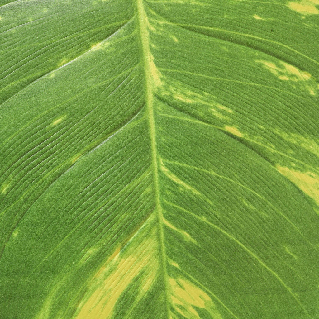 Tropical Leaf Table Mat Set of 2 Nestasia