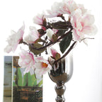 Magnolia Vine Nestasia