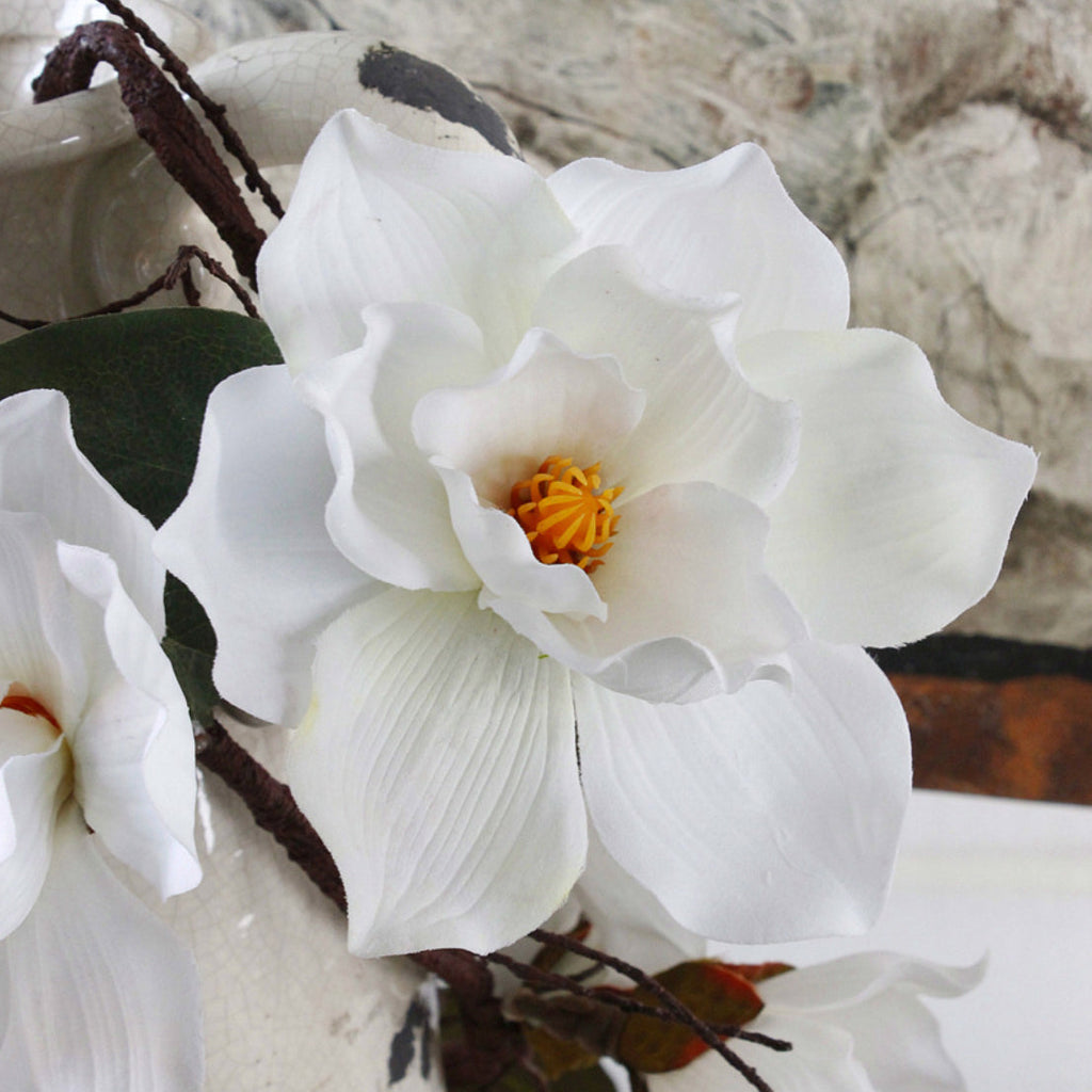 Magnolia Vine Nestasia