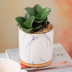 Marble Planter Nestasia