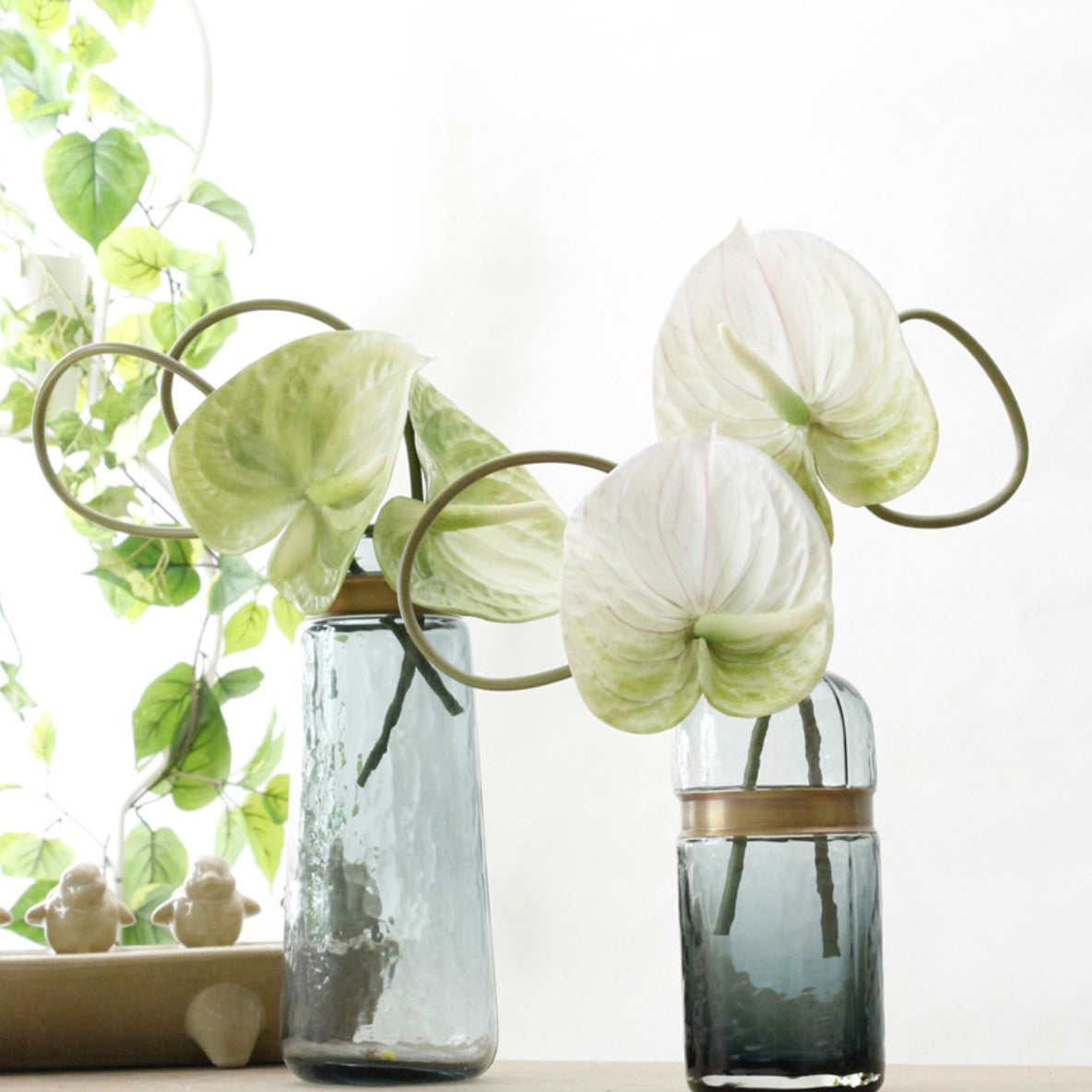 Anthurium Nestasia