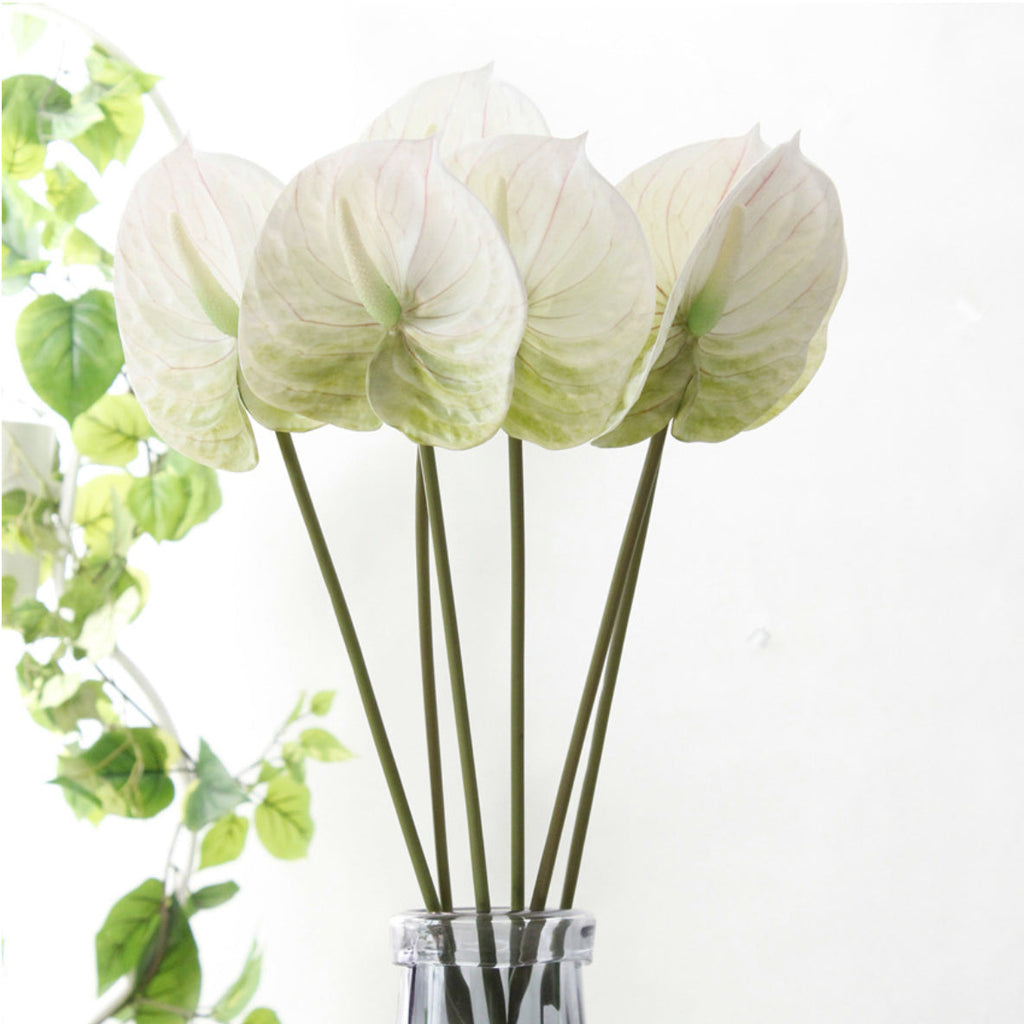 Anthurium Nestasia