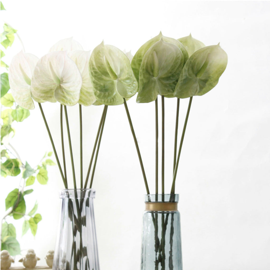 Anthurium Nestasia