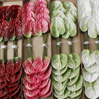 Anthurium Nestasia