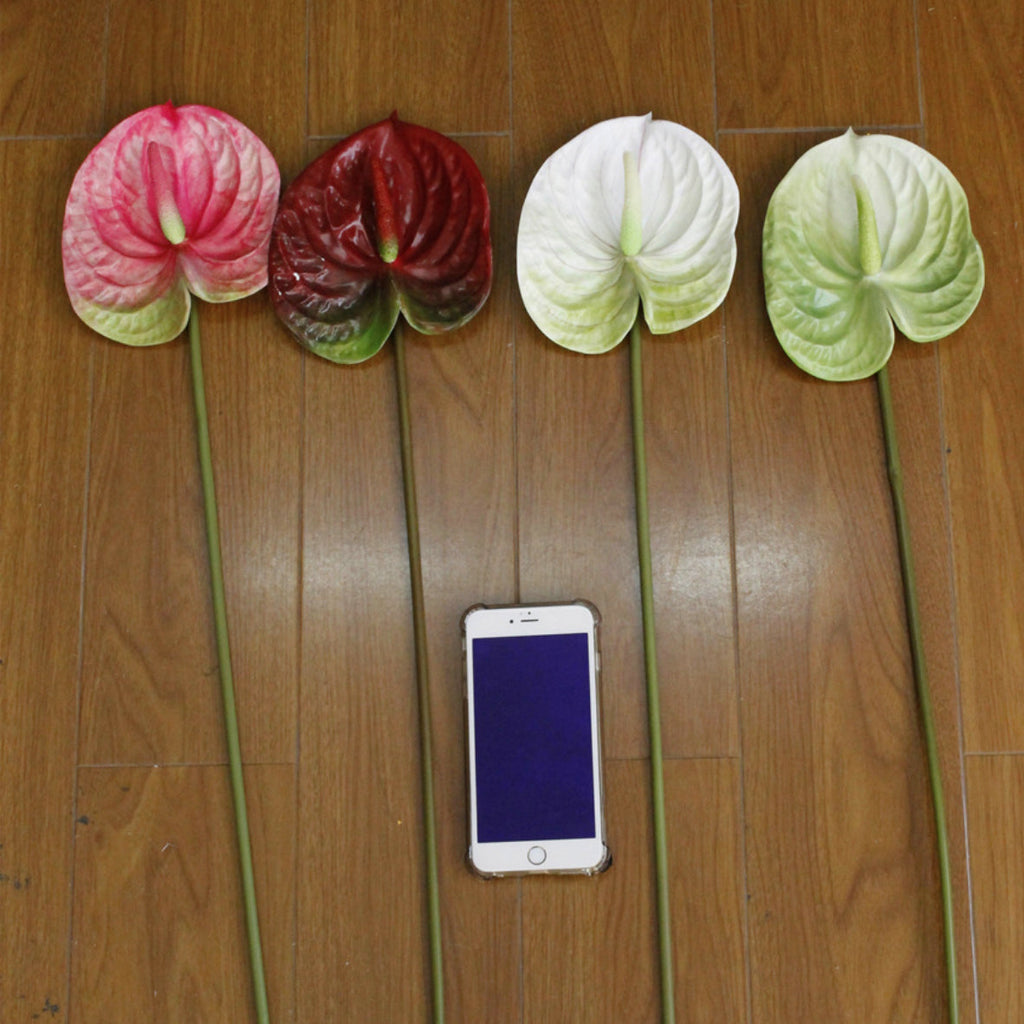 Anthurium Nestasia