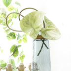 Anthurium Nestasia