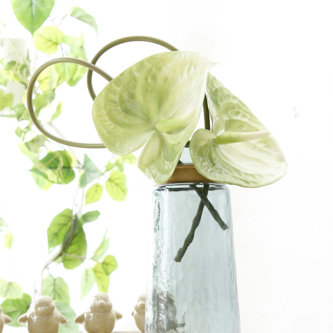 Anthurium Nestasia