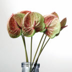 Anthurium Nestasia