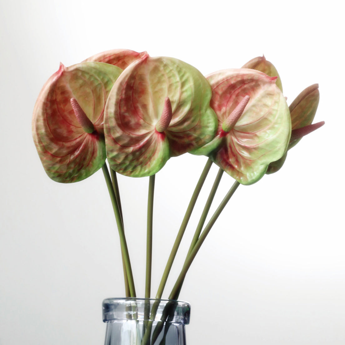 Anthurium Nestasia