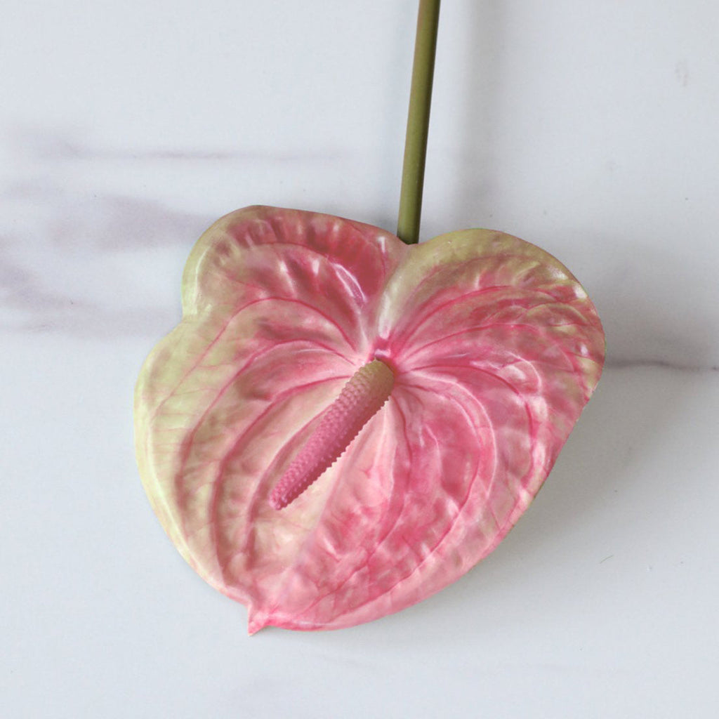 Anthurium Nestasia