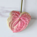 Anthurium Nestasia